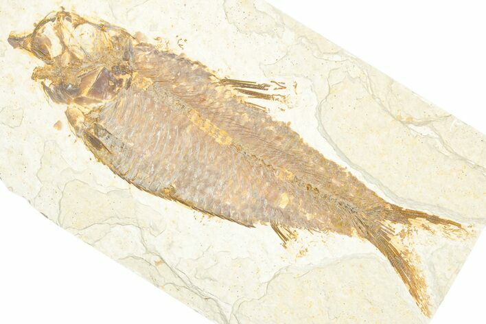Detailed Fossil Fish (Knightia) - Wyoming #357541